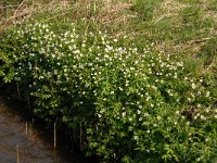 NL, Noord-Brabant, Boxtel, De Scheeken 12, Saxifraga-Jan van der Straaten