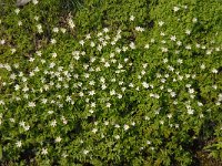 NL, Noord-Brabant, Boxtel, De Scheeken 2, Saxifraga-Jan van der Straaten