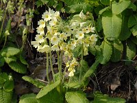 NL, Noord-Brabant, Boxtel, De Scheeken 6, Saxifraga-Jan van der Straaten