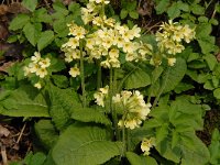 NL, Noord-Brabant, Boxtel, De Scheeken 9, Saxifraga-Jan van der Straaten