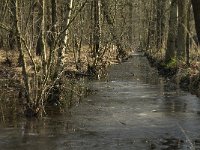 NL, Noord-Brabant, Boxtel, Het Speet 11, Saxifraga-Jan van der Straaten