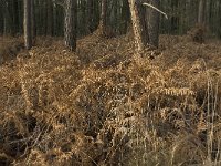 NL, Noord-Brabant, Boxtel, Het Speet 13, Saxifraga-Jan van der Straaten