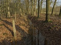 NL, Noord-Brabant, Boxtel, Het Speet 6, Saxifraga-Jan van der Straaten