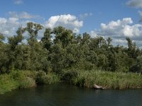 NL, Noord-Brabant, Drimmelen, Biezengors beoosten Honderd en Dertig 4, Saxifraga-Jan van der Straaten