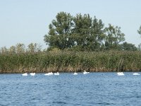 NL, Noord-Brabant, Drimmelen, Gat van Van Kampen 20, Saxifraga-Annemiek Bouwman