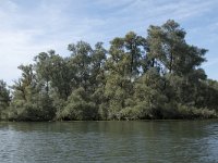 NL, Noord-Brabant, Drimmelen, Gat van de Buisjes 6, Saxifraga-Willem van Kruijsbergen