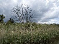 NL, Noord-Brabant, Drimmelen, Gat van de Plomp 18, Saxifraga-Willem van Kruijsbergen