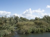 NL, Noord-Brabant, Drimmelen, Gat van de Slek 42, Saxifraga-Willem van Kruijsbergen