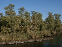 NL, Noord-Brabant, Drimmelen, Groene Plaat benoorden Honderd en Dertig 2, Saxifraga-Jan van der Straaten