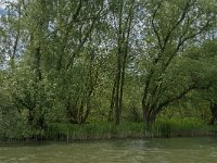 NL, Noord-Brabant, Drimmelen, Hout-Ganzewei 1, Saxifraga-Jan van der Straaten