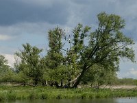 NL, Noord-Brabant, Drimmelen, Keesjes Jan Killeke 15, Saxifraga-Jan van der Straaten