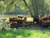 NL, Noord-Brabant, Drimmelen, Keesjes Killeke 1, Saxifraga-Bart Vastenhouw