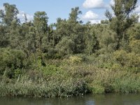 NL, Noord-Brabant, Drimmelen, Middelste Gat van het Zand 13, Saxifraga-Willem van Kruijsbergen