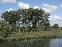 NL, Noord-Brabant, Drimmelen, Middelste Gat van het Zand 14, Saxifraga-Willem van Kruijsbergen