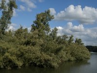 NL, Noord-Brabant, Drimmelen, Middelste Gat van het Zand 5, Saxifraga-Jan van der Straaten