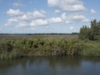 NL, Noord-Brabant, Drimmelen, Steurgat, Polder Moordplaat 9, Saxifraga-Willem van Kruijsbergen