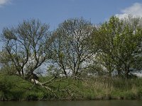 NL, Noord-Brabant, Drimmelen, Stroomgat 3, Saxifraga-Jan van der Straaten