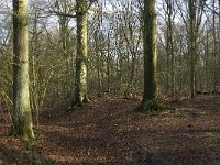 NL, Noord-Brabant, Eindhoven, De Bogten 3, Saxifraga-Jan van der Straaten