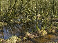 NL, Noord-Brabant, Eindhoven, De Bogten 8, Saxifraga-Jan van der Straaten