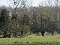 NL, Noord-Brabant, Meierijstad, Wijboschbroek 12, Saxifraga-Willem van Kruijsbergen