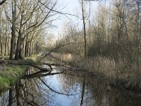 NL, Noord-Brabant, Meierijstad, Wijboschbroek 19, Saxifraga-Willem van Kruijsbergen