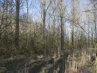 NL, Noord-Brabant, Meierijstad, Wijboschbroek 2, Saxifraga-Willem van Kruijsbergen