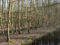 NL, Noord-Brabant, Meierijstad, Wijboschbroek 24, Saxifraga-Willem van Kruijsbergen