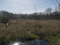 NL, Noord-Brabant, Meierijstad, Wijboschbroek 4, Saxifraga-Willem van Kruijsbergen