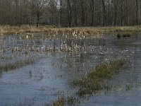 NL, Noord-Brabant, Oirschot, De Mortelen 10, Saxifraga-Jan van der Straaten