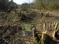 NL, Noord-Brabant, Oirschot, De Mortelen 18, Saxifraga-Jan van der Straaten