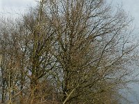 NL, Noord-Brabant, Oirschot, De Mortelen 2, Saxifraga-Jan van der Straaten