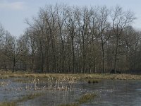 NL, Noord-Brabant, Oirschot, De Mortelen 9, Saxifraga-Jan van der Straaten