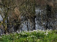 NL, Noord-Brabant, Oirschot, De Woekens 1, Saxifraga-Marijke Verhagen