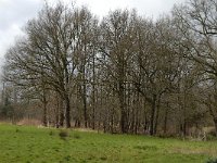 NL, Noord-Brabant, Oirschot, De Woekens 10, Saxifraga-Jan van der Straaten