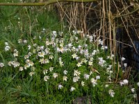 NL, Noord-Brabant, Oirschot, De Woekens 15, Saxifraga-Marijke Verhagen