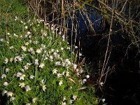 NL, Noord-Brabant, Oirschot, De Woekens 2, Saxifraga-Jan van der Straaten