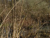 NL, Noord-Brabant, Oirschot, De Woekens 3, Saxifraga-Marijke Verhagen