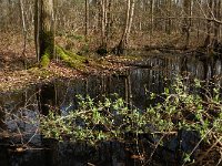 NL, Noord-Brabant, Oirschot, De Woekens 9, Saxifraga-Jan van der Straaten