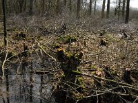 NL, Noord-Brabant, Oirschot, De Zwarte Voorten 13, Saxifraga-Marijke Verhagen