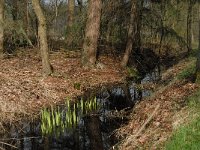 NL, Noord-Brabant, Oirschot, De Zwarte Voorten 15, Saxifraga-Marijke Verhagen