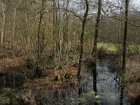 NL, Noord-Brabant, Oirschot, De Zwarte Voorten 17, Saxifraga-Marijke Verhagen