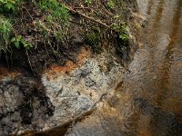 NL, Noord-Brabant, Oirschot, De Zwarte Voorten 24, loam, Saxifraga-Marijke Verhagen