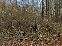 NL, Noord-Brabant, Oirschot, De Zwarte Voorten 9, Saxifraga-Marijke Verhagen