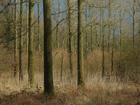 NL, Noord-Brabant, Oirschot, Heerenbeek 1, Saxifraga-Jan van der Straaten