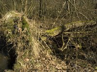 NL, Noord-Brabant, Oirschot, Heerenbeek 18, Saxifraga-Jan van der Straaten