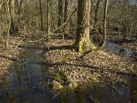 NL, Noord-Brabant, Oirschot, Heerenbeek 23, Saxifraga-Jan van der Straaten