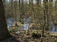 NL, Noord-Brabant, Oirschot, Heerenbeek 24, Saxifraga-Jan van der Straaten