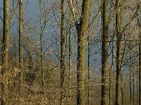 NL, Noord-Brabant, Oirschot, Heerenbeek 4, Saxifraga-Jan van der Straaten