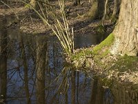 NL, Noord-Brabant, Oirschot, Heerenbeek 42, Saxifraga-Jan van der Straaten