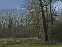 NL, Noord-Brabant, Oirschot, Heerenbeek 45, Saxifraga-Jan van der Straaten